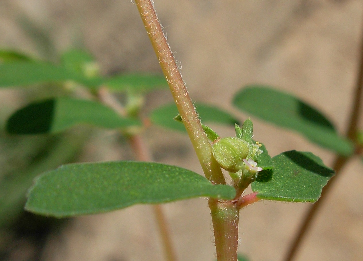 Euphorbia maculata ad habitus eretto